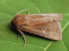 Resapamea hedeni