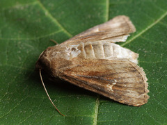 Resapamea hedeni