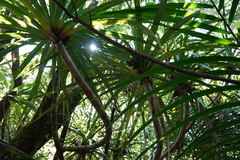Pandanus montanus