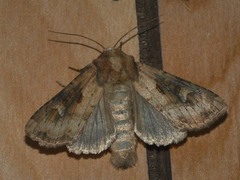 Resapamea hedeni
