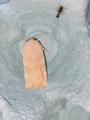 Noctua tirrenica