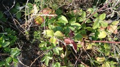 Fragaria