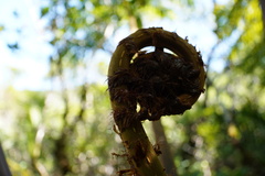 Cyatheales