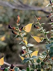 Daviesia arenaria