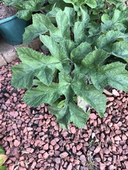 Heracleum sphondylium