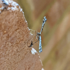Amblyptilia