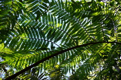 Cyatheales