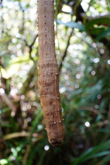 Pandanus montanus
