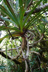 Pandanus montanus
