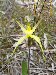 Caladenia xanthochila