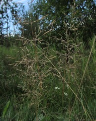 Agrostis gigantea