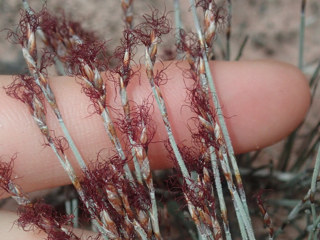 Chaetanthus