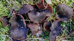 Pezizales