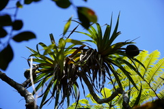 Pandanus montanus