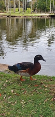 Anas platyrhynchos × Cairina moschata