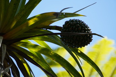 Pandanus montanus