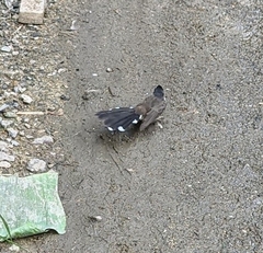 Rhipidura javanica