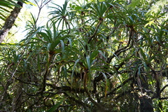 Pandanus montanus