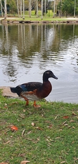 Anas platyrhynchos × Cairina moschata