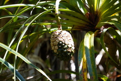 Pandanus montanus