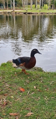 Anas platyrhynchos × Cairina moschata