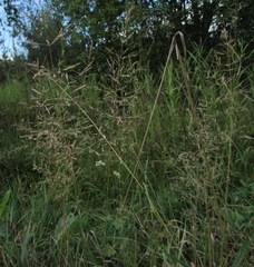 Agrostis gigantea