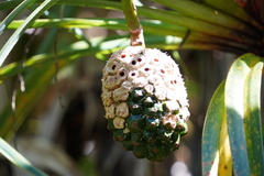 Pandanus montanus