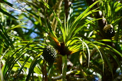 Pandanus montanus