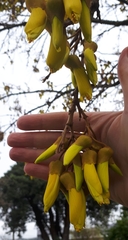 Sophora