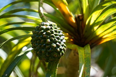 Pandanus montanus