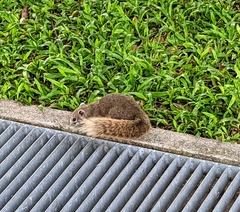 Callosciurus finlaysonii