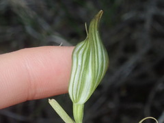 Pterostylis recurva