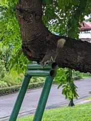 Callosciurus finlaysonii