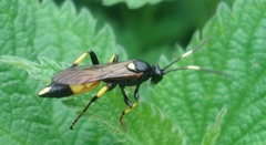 Ichneumon stramentor