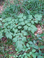Actaea spicata