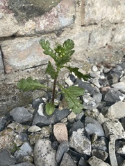 Senecio vulgaris