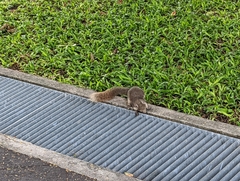 Callosciurus finlaysonii