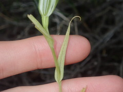Pterostylis recurva