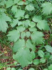 Actaea spicata