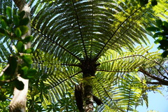 Cyatheales