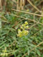 Reseda lutea