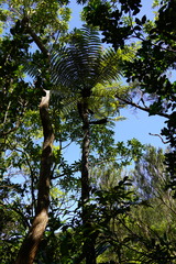 Cyatheales