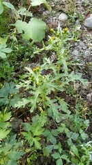 Senecio vulgaris