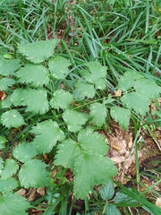 Actaea spicata