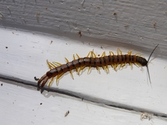 Scolopendridae