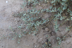 Atriplex semibaccata