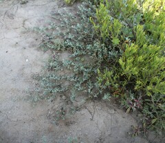 Atriplex semibaccata