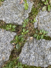 Plantago major