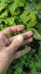 Cerastium holosteoides