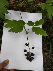 Actaea spicata